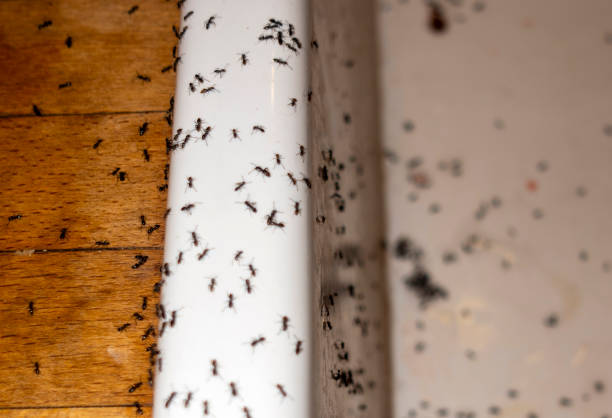 Best Pest Removal Services  in Somers, MT