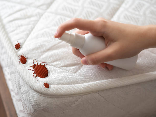 Best Affordable Pest Control Services  in Somers, MT
