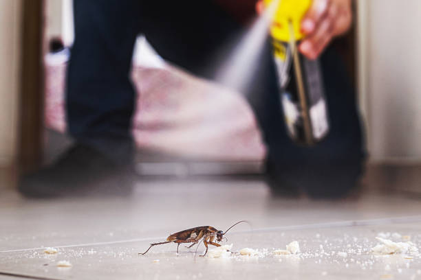 Best Mosquito Control Services  in Somers, MT